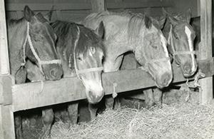 Horses on the Cedar Rapids Victory
